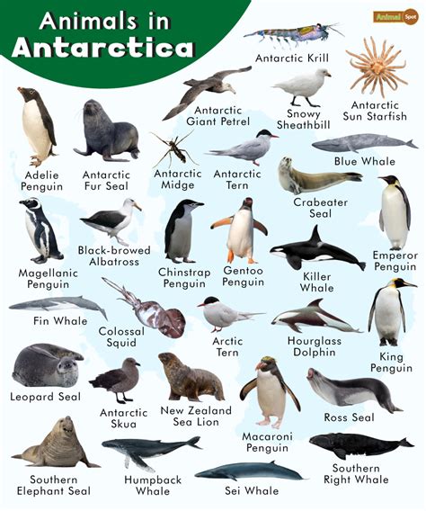 antarctica animals pictures with names